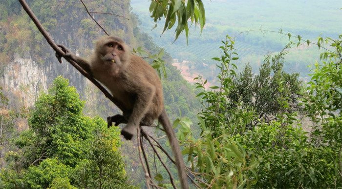 thai-village-monkey-krabi_4-1