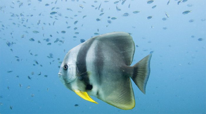 tioman-fish-malaysia_4-1