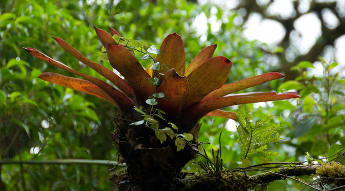 tortuga-costa-rica-flower_4