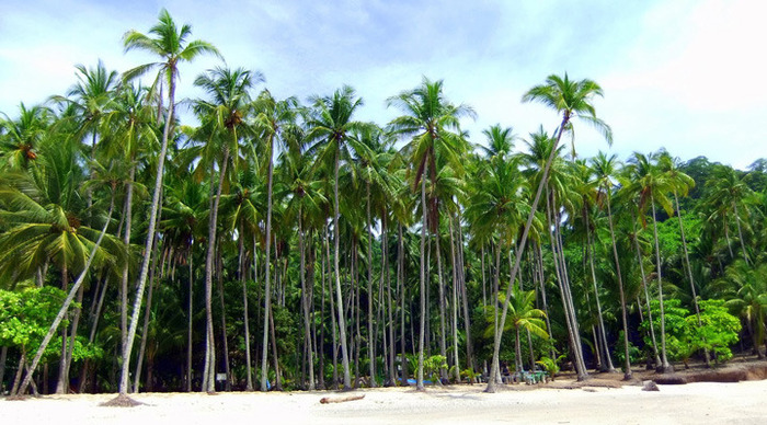 tortuga-costa-rica-palms_4