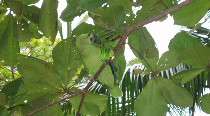 tortuga-costa-rica-parrot_4