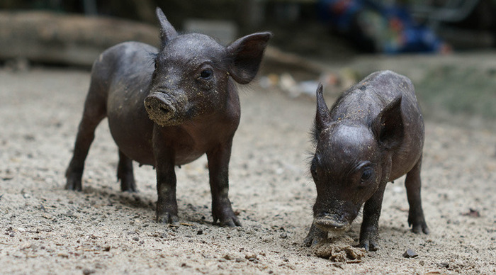 tortuga-costa-rica-pigs_4