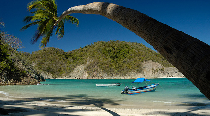 tortuga-costa-rica-trees_4