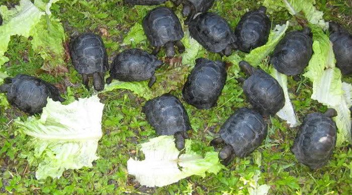 turtle-babies-seychelles-to_4-1