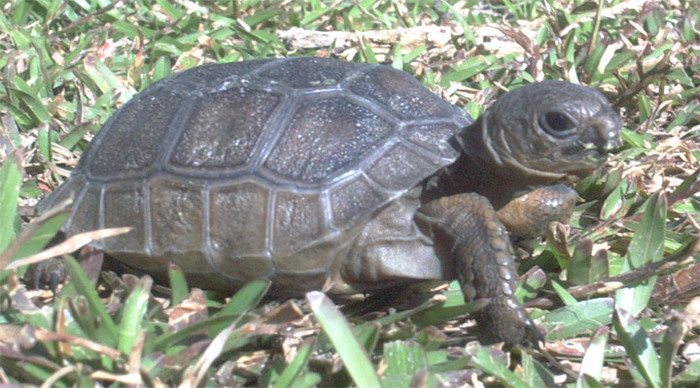 turtle-giant-tortoise-seych_4