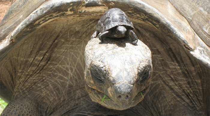 turtle-seychelles-giant-tor_4