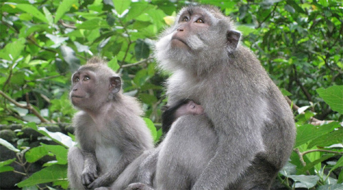 ubud-bali-monkey-indonesia_4-5