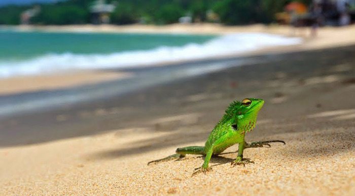 unawatuna-lizard-sri-lanka_4-3