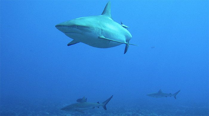 uson-island-diving-sharks_4