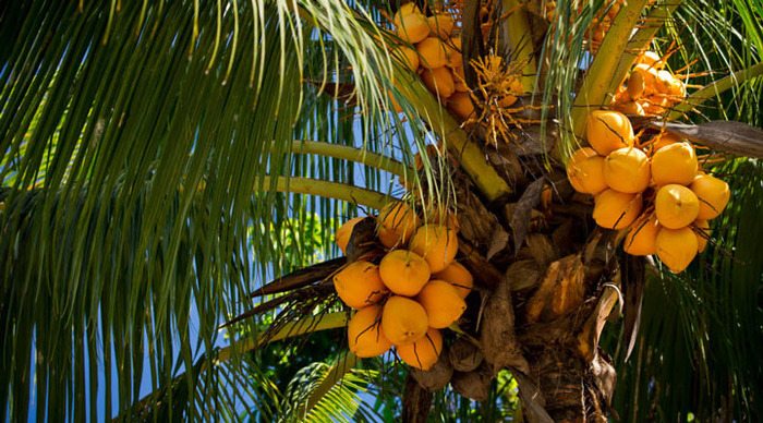 villas-de-jardin-coconut-mahe-seychelles-seychellerna_4