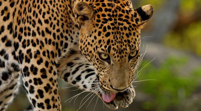 yala-leopard_4-3