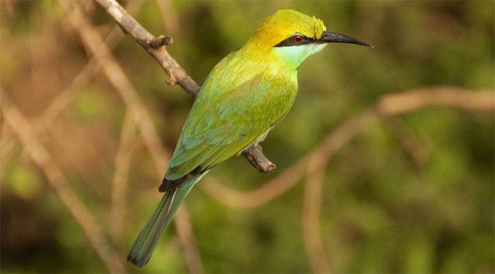 yala-nationalpark-bird-sri-_4-1