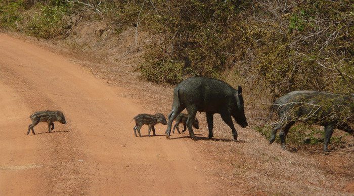 yala-nationalpark-pigs-wild_4-5