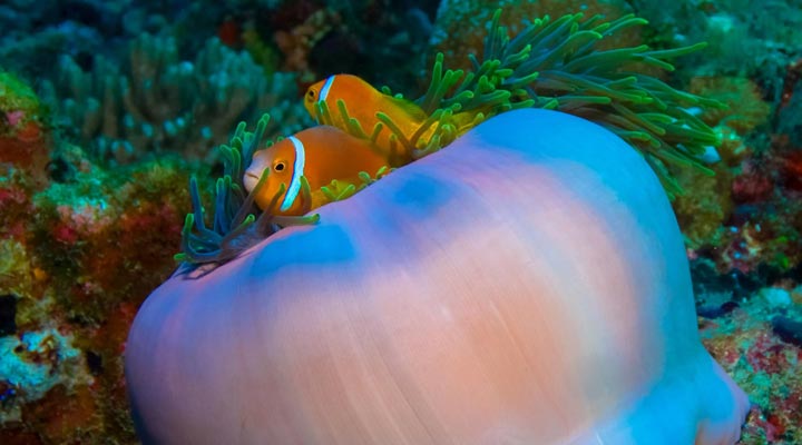 Equator-Village-Resort-Hotel-Spa-Diving-Dive-Dykning-Nemo-Anemonefish-Gan-Island.jpg