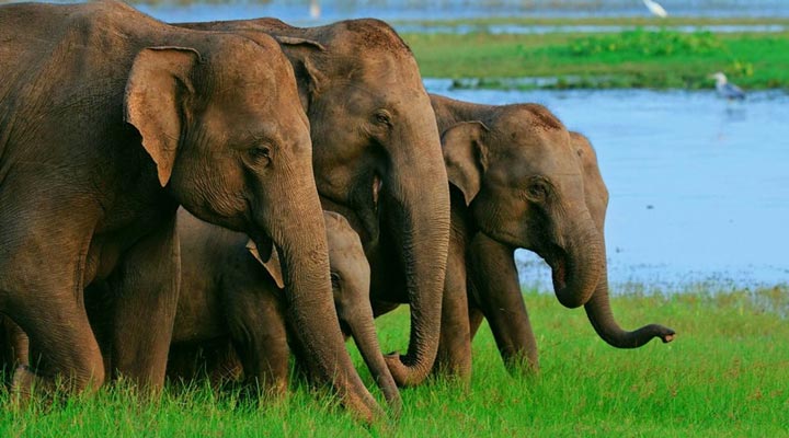 Habarana-Elephant-Elephants-Elefant-Elefanter-Sri-Lanka