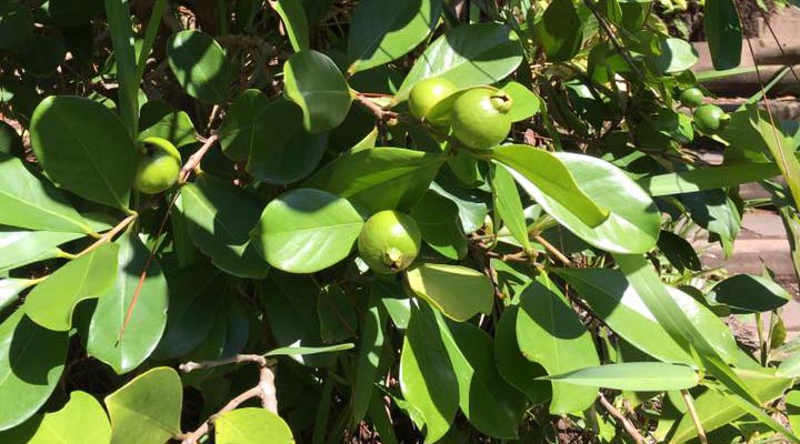 Lakaz-Chamarel-Fruit