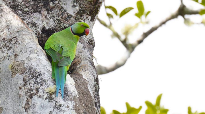 Mauritius-Bird-Fagel-Nature-Naturen