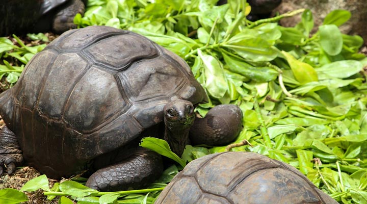 Paradise-Sun-Hotel-Turtle-Tortoise-Aldabra-Giant-Tortoises