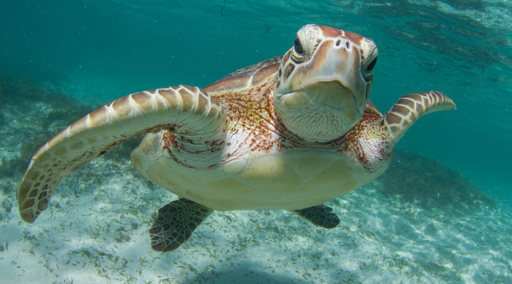 Seychellerna-Turtle-Seaturtle