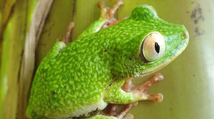 Seychelles-Seychellerna-Frog-Groda-Grodan