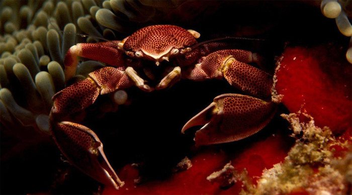 cerf-crab-diving-seychelles_4