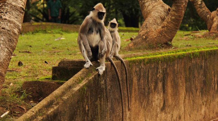 habarana-monkeys_4