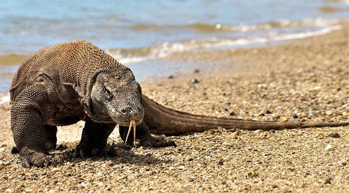 komodo-lizard-indonesia_4.jpg