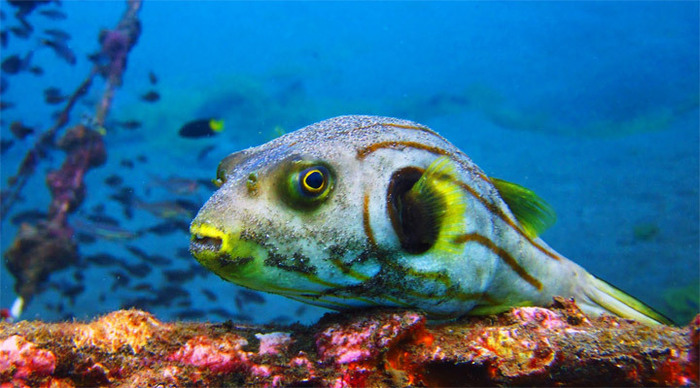 komodo-reef-indonesia_4-1.jpg