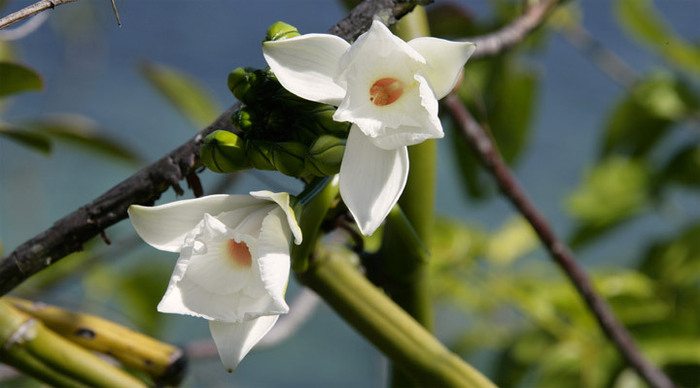 l-ocean-flower-la-digue-sey_4