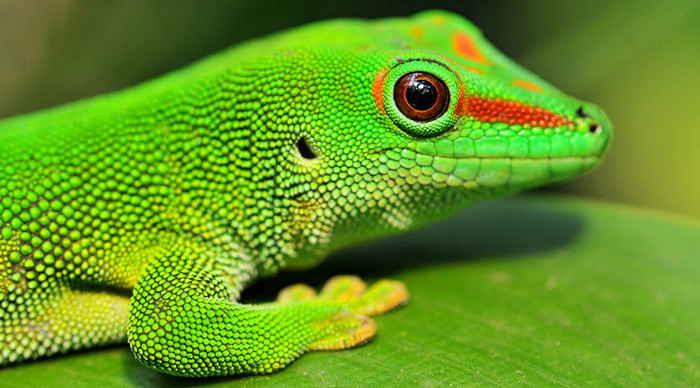 madagaskar-gecko_4-1.jpg