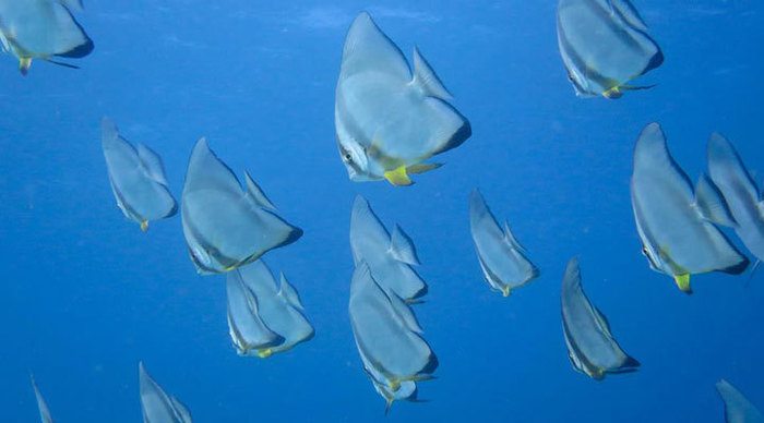 north-island-fish-seychelles-seychellerna_4-1