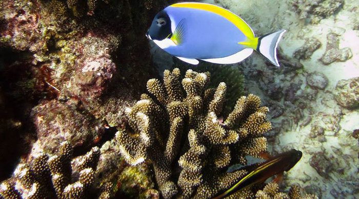 north-island-fishes-seychelles-seychellerna_4-1