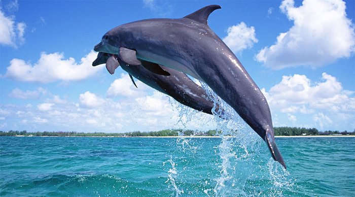 panglao-bohol-dolphins-bali_4.jpg