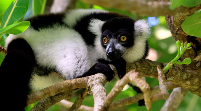 sainte-marie-lemur_4.jpg