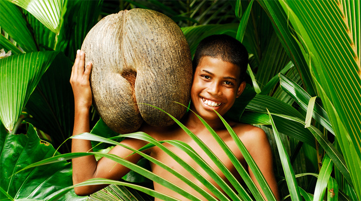 seychelles-coconut-001.jpg