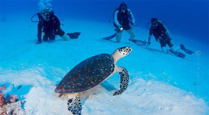 similan-turtle-thailand_4-2.jpg